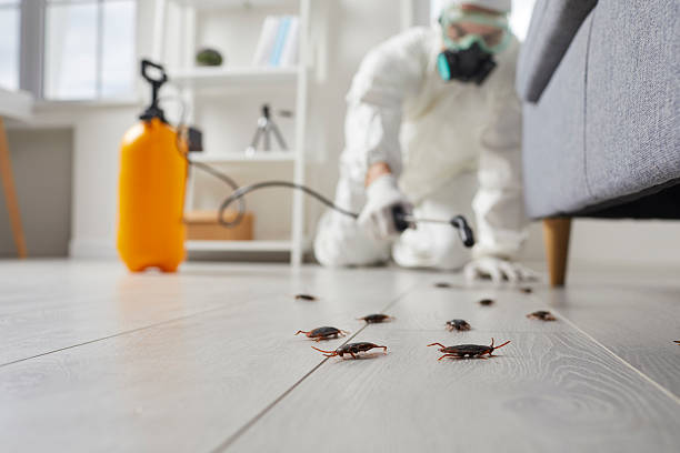 Affordable Cockroach Control solutions in Evanston, IL